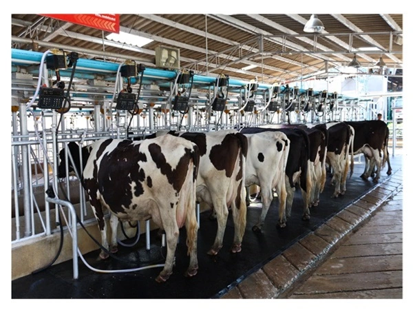 Complete Dairy Plant Nashik